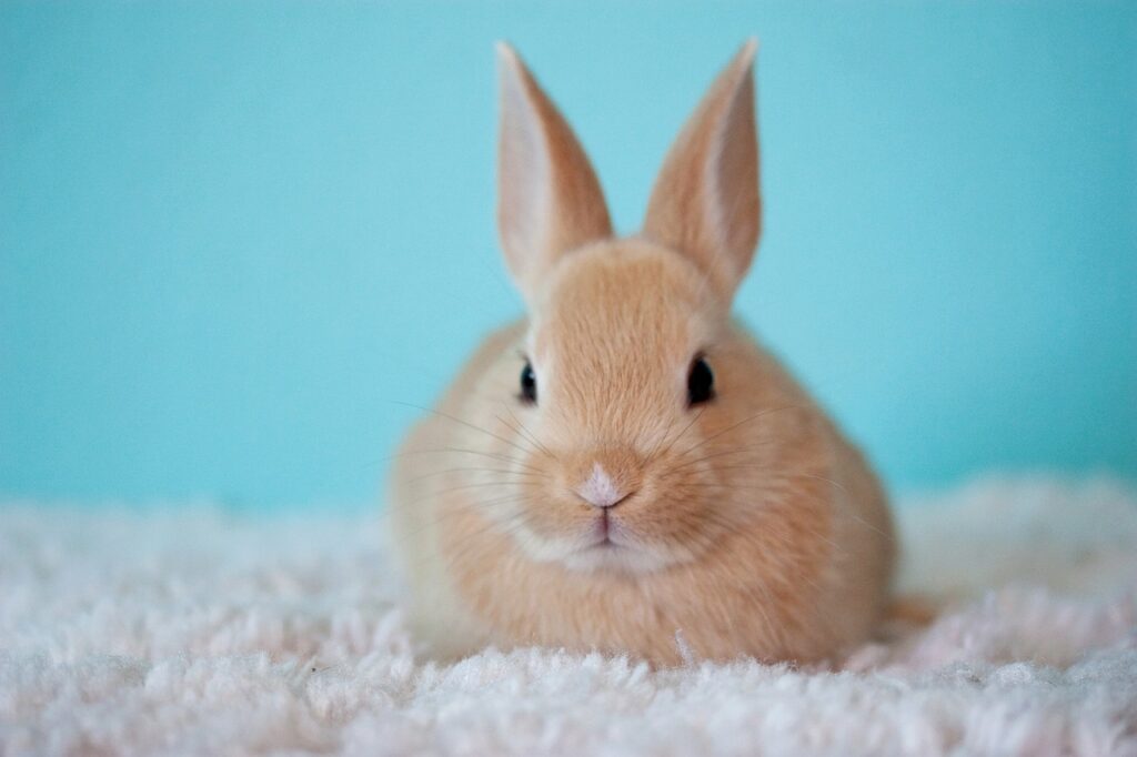 cute, baby, bunny-2500929.jpg